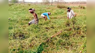 শিলাবৃষ্টিতে করলায় ক্ষতি ১২ কোটি