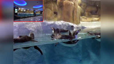 Mumbai: Humboldt Penguins get permanent swanky home in Byculla Zoo 