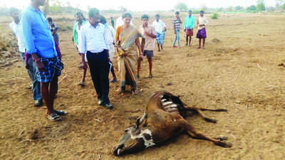 ದಂಟಳ್ಳಿಗೆ ಅಧಿಕಾರಿಗಳ ದೌಡು