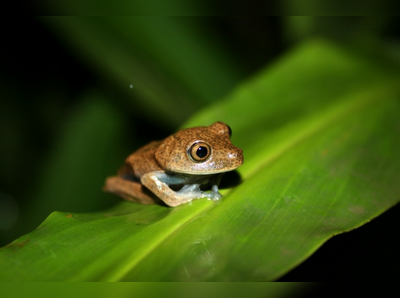 ಮಂಡೂಕಕ್ಕೊಂದು ಆ್ಯಪ್ !