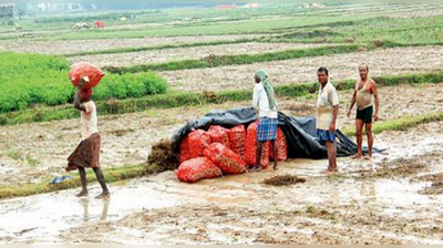 অকাল বর্ষণে মাঠেই পচছে আলু