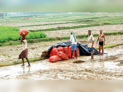 অকাল বর্ষণে মাঠেই পচছে আলু