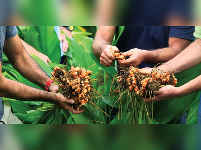 ಅರಿಶಿಣ ಗಿಡದ ನಿರ್ವಹಣೆ