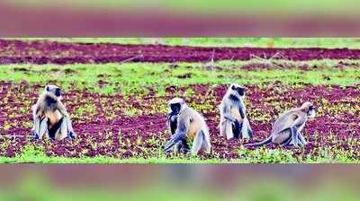 ಮಂಗಗಳಿಗೆ ಆಟ, ಜನರಿಗೆ ಪೀಕಲಾಟ