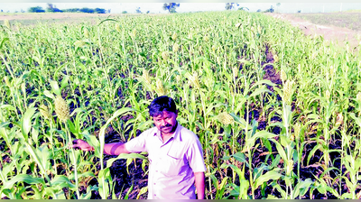 ಬರ ನಿವಾರಿಸಿ ಸಮೃದ್ಧಿ ನೀಡಿದ ಸಾವಯವ