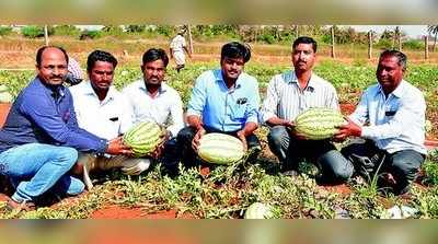 ಬರದಲ್ಲೂ ಭರಪೂರ ಕಲ್ಲಂಗಡಿ