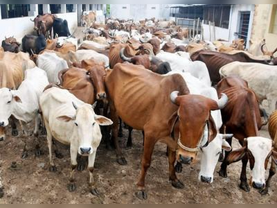 ಪ್ರತಿ ವಿಭಾಗಕ್ಕೊಂದು ಆಧುನಿಕ ಕಸಾಯಿಖಾನೆ