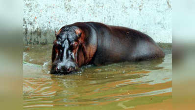 Pilikula Biological Park welcomes new hippo Kaveri 