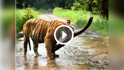 ಹುಲಿ ಸಾವಿಗೆ ಅರಿವಳಿಕೆ ಓವರ್‌ಡೋಸ್ ಕಾರಣ?