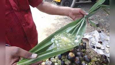 பதநீரை குடித்தால், அந்த பலத்தையும் பெறலாம்!!  இது ஒரு கற்பதரு!!