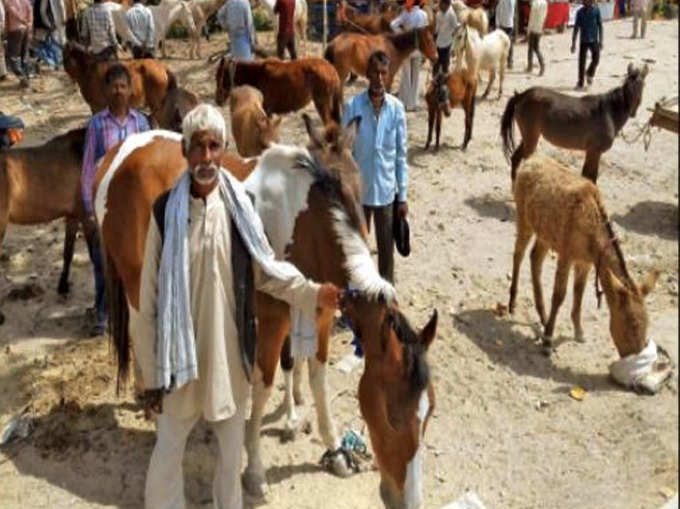 यहां गधे को चना खिलाने से मुरादें पूरी करती हैं माता