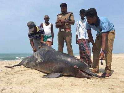 தனுஷ்கோடியில் இறந்து கரை ஒதுங்கியது அரியவகை டால்பின்!