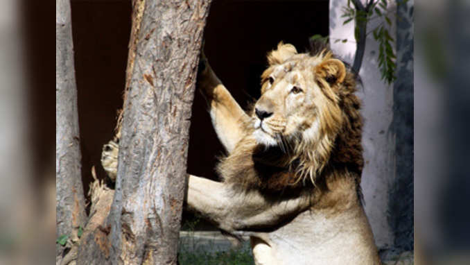UP: Meat crisis for lions after ban on illegal slaughterhouses 