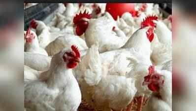 नवाबों के शहर में 70% गिरी मुर्गों की बिक्री
