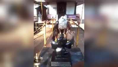”குருவாயூர் கோவில் கருடன் சிலை மீது நிஜக்கழுகு”-வைரலாகும் வீடியோ..!