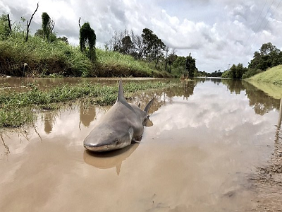 WTF! সাইক্লোনের তোড়ে শহরে হাজির হাঙর!!