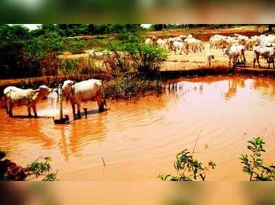 ಇಲ್ಲಿ ಮೇವು, ನೀರಿಗೆ ಬರವಿಲ್ಲ!