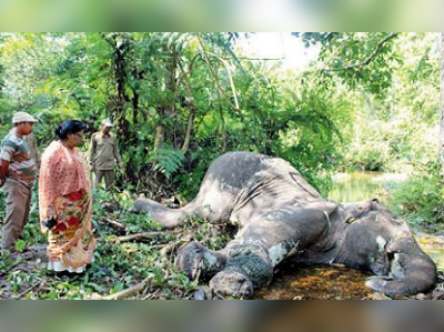 সুমারিতেও নজর এড়াল হাতির লাশ