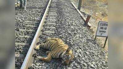 ट्रेन की पटरी किनारे पड़ा मिला बाघ का शव