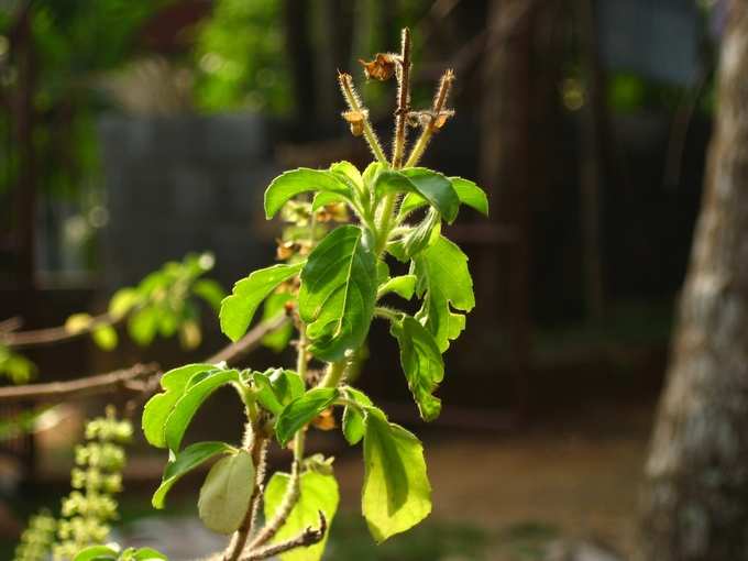 திருமணம் தாமதமாகிறதா? தடை நீக்கும் சில வழிபாடுகள்