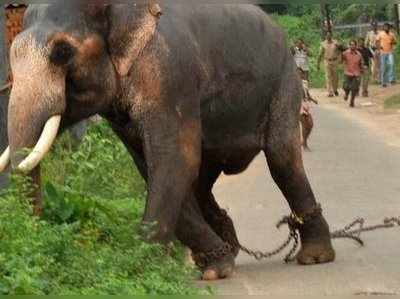 വൈറ്റിലയിൽ ദുർഗ്ഗാദേവി ക്ഷേത്രത്തിൽ ആനയിടഞ്ഞു