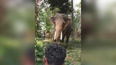 തെച്ചിക്കോട്ടുകാവ് രാമചന്ദ്രന് ഉത്സവാഘോഷങ്ങളിൽ വിലക്ക്