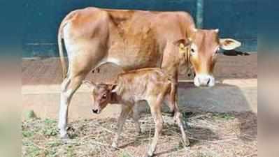 ಗೋ ವಧೆ ವಿರುದ್ಧ ಫತ್ವಾ