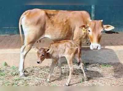 ಗೋ ವಧೆ ವಿರುದ್ಧ ಫತ್ವಾ