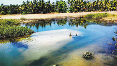 ನುಗ್ಗಿದ ಉಪ್ಪು ನೀರು:ಕೃಷಿ ಭೂಮಿ ಹಾಳು