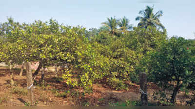 ರೈತರಿಗೆ ಆಸರೆಯಾದ ಗೇರು