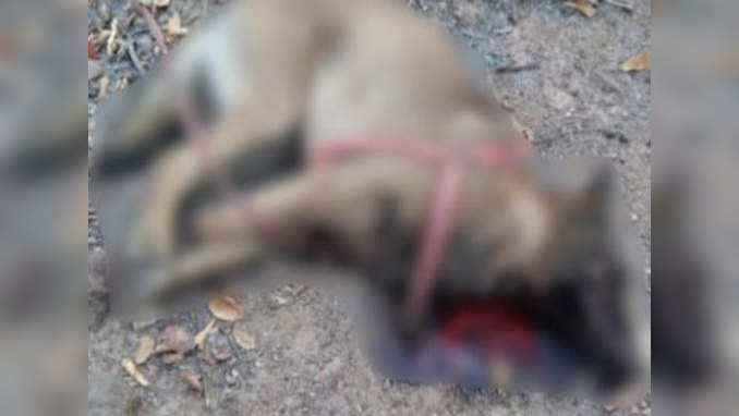 CRPF dog Cracker killed in IED blast, jawan injured 