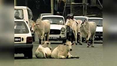 सड़क पर हुई गाय तो ड्राइवर को अलर्ट करेगी कार