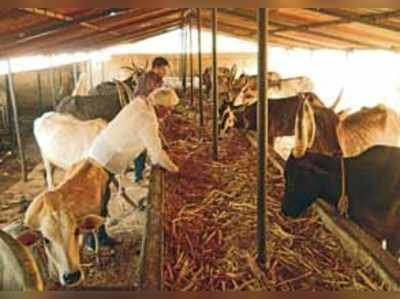 ಅನಾಥ ಗೋವುಗಳಿಗೆ ಅಪದ್ಬಾಂಧವ ಗೋಶಾಲೆ