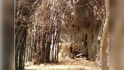Katraj Zoo: Punekars get a glimpse of Asiatic lion 