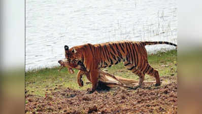 कैमरे में कैद हुआ बाघिन माया द्वारा हिरण का खुला शिकार