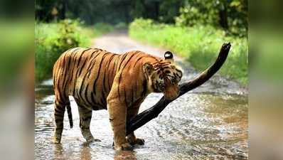 मध्य प्रदेश: STF ने बाघों का शिकार करने वाले शिकारियों को दबोचा