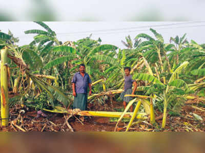 ಮಳೆ, ಗಾಳಿಗೆ ಧರೆಗುರುಳಿದ ಬಾಳೆ ಫಸಲು