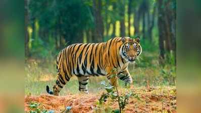 मध्य प्रदेश: बाघों के मरने का सिलसिला जारी, वन विभाग के अधिकारी मौन