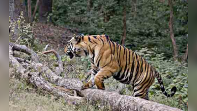 আগামী বছরেই বক্সায় ৬টি বাঘ