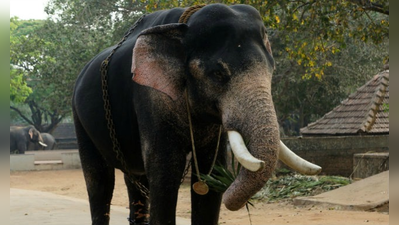 ಆನೆ ಹಾವಳಿಗೆ ತಡೆಗೆ 2 ಕಿ.ಮೀ. ರೈಲ್ವೆ ಕಂಬಿ ಬೇಲಿ