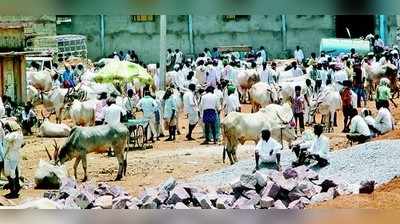 ಜಾನುವಾರು ಮಾರುಕಟ್ಟೆ ಜಾಗ ಹೊಂದಾಣಿಕೆಗೆ ಎಪಿಎಂಸಿ ತಿಣಕಾಟ