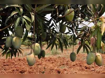 ವಿದೇಶಿ ಮಾರುಕಟ್ಟೆಗೆ ಕೊಪ್ಪಳ ಮಾವು!