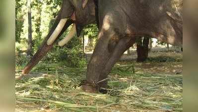 ৫০ বছর পায়ে শিকল, প্রায় পাগল অসুস্থ বন্দি হাতির অবশেষে মুক্তি