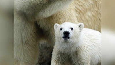 Ohio zoo shows off adorable polar bear cub 