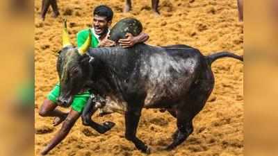 ജെല്ലിക്കെട്ട് കാളയുടെ വയറ്റില്‍ ഞെട്ടിക്കുന്ന വസ്തുക്കള്‍