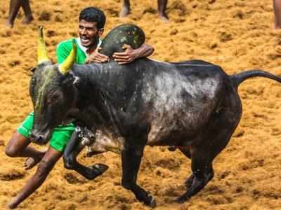 ജെല്ലിക്കെട്ട് കാളയുടെ വയറ്റില്‍ ഞെട്ടിക്കുന്ന വസ്തുക്കള്‍