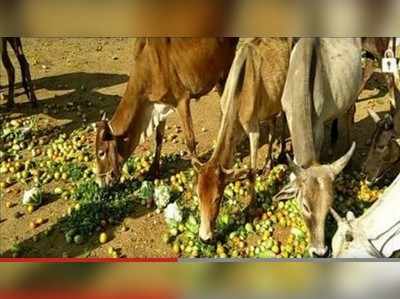 ಆನ್‌ಲೈನ್‌ನಲ್ಲಿ ಗೋವುಗಳ ಮಾರಾಟ