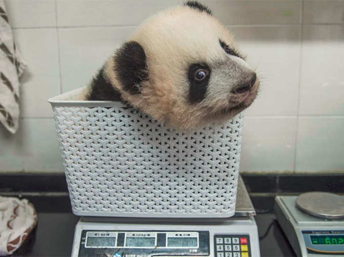 पांडा का वजन करने वाली चीन की तस्वीर