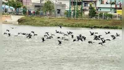 ಬೆಳ್ಳಂದೂರು ಕೆರೆ: ಕಳೆ ತೆಗೆಯುವ ಕಾಮಗಾರಿ ನಾಳೆಯಿಂದ