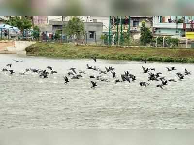 ಬೆಳ್ಳಂದೂರು ಕೆರೆ: ಕಳೆ ತೆಗೆಯುವ ಕಾಮಗಾರಿ ನಾಳೆಯಿಂದ